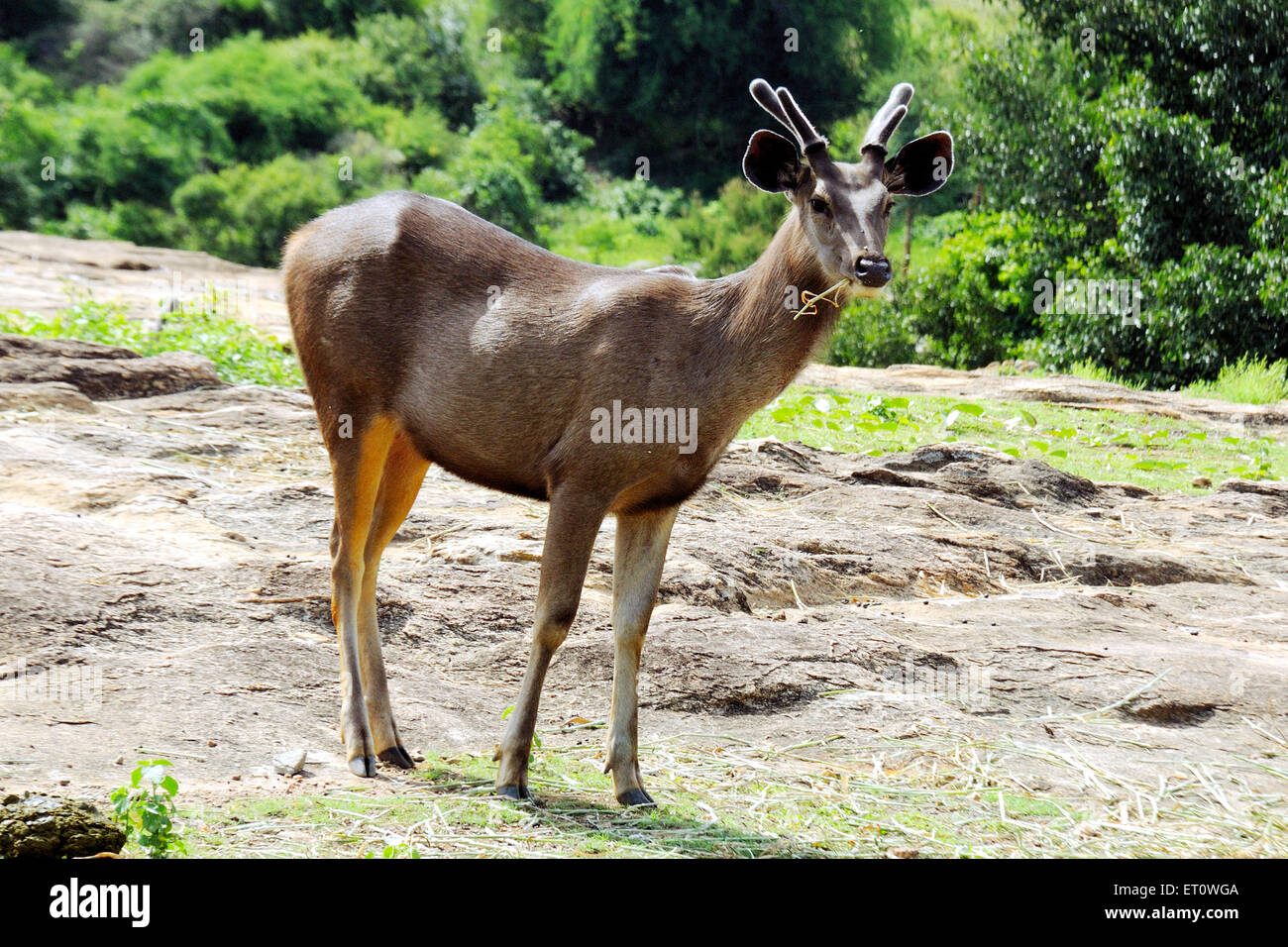Deer cervus duvauceli ; Inde Banque D'Images