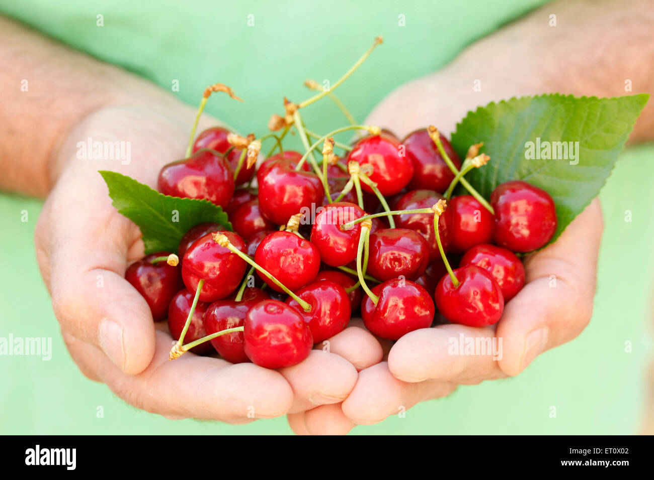 Cerises sur les mains. Banque D'Images