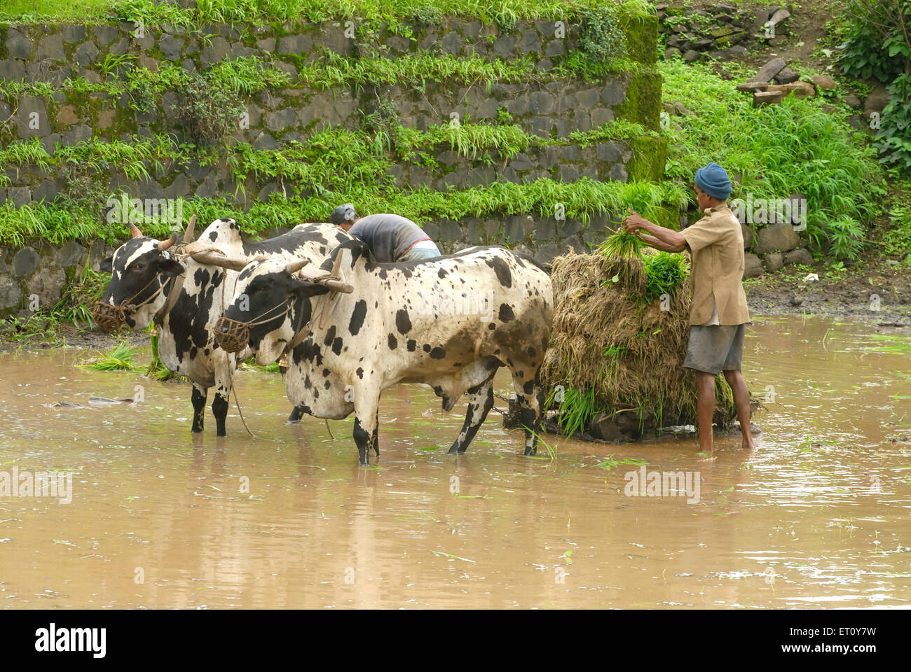 La collecte des agriculteurs sur la récolte de riz paddy en charrette ; champ ; Madh Malshej Ghat ; Maharashtra Inde ; Banque D'Images