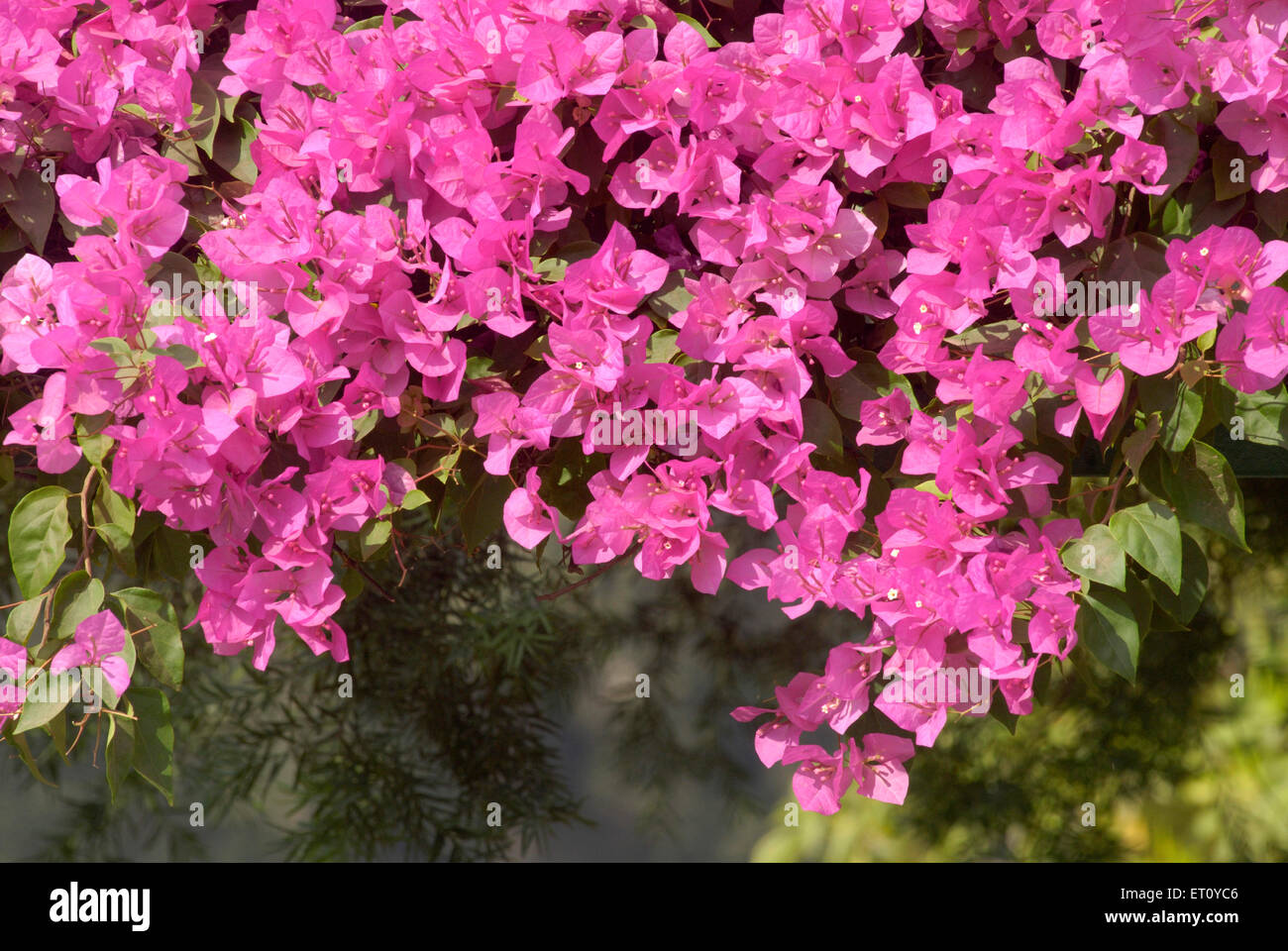 Bougainvilliers, vigne ornementale, fleurs roses, buisson de Bougainvilliers, arbre de Bougainvilliers, Bougainvillea, Salas Baug, Pune, Maharashtra, Inde Banque D'Images