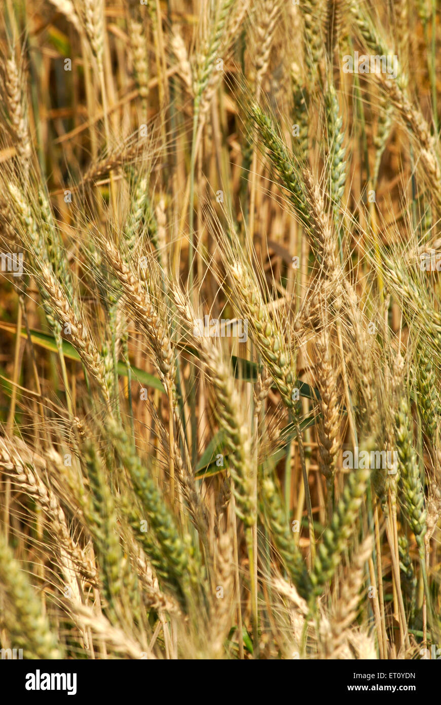 Culture de blé prête pour la récolte, village Urli Kanchan, Pune, Maharashtra, Inde Banque D'Images