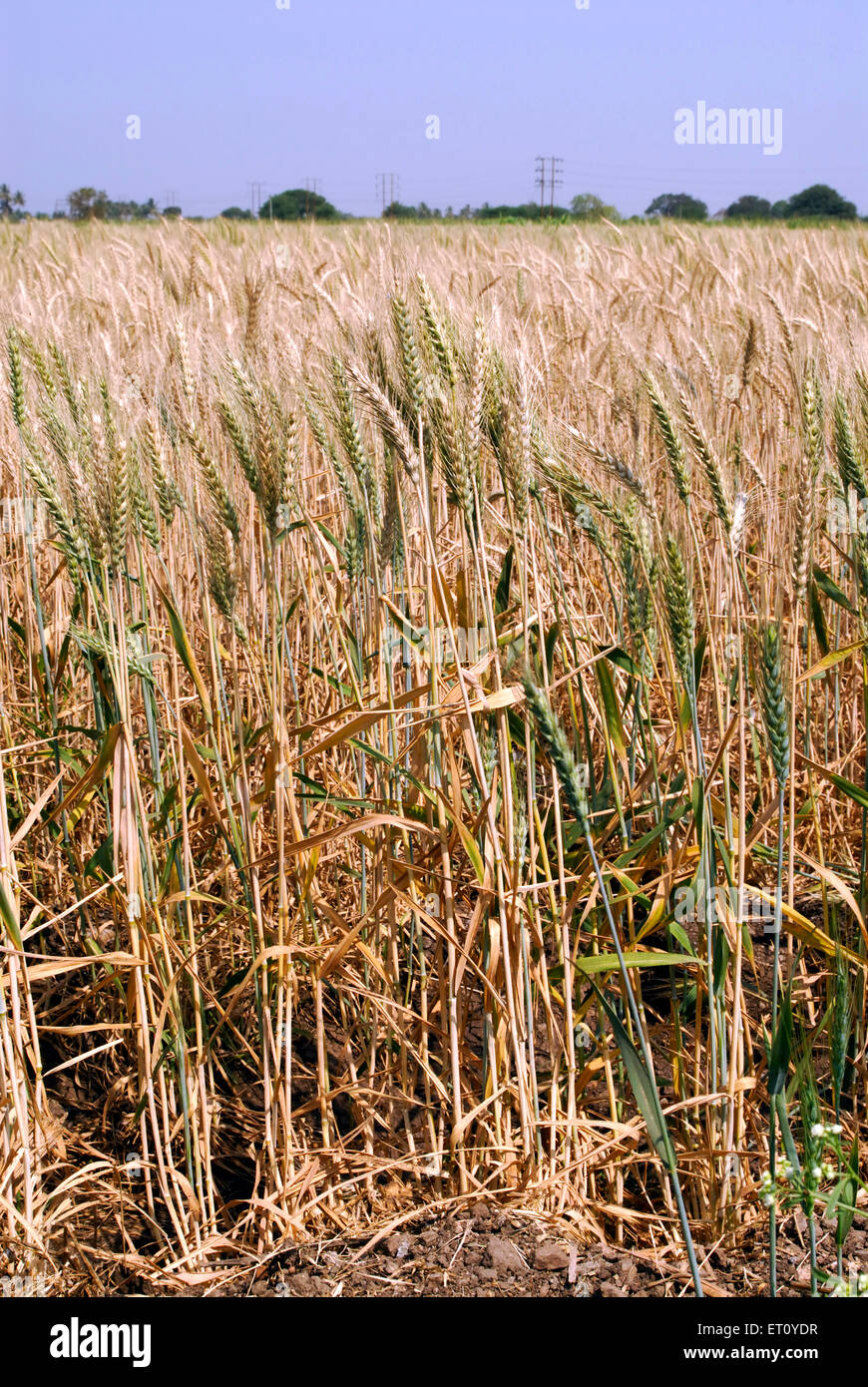Épi de blé de grains de prêt pour la récolte ; village ; Kanchan Urli Pune Maharashtra ; Inde ; Banque D'Images