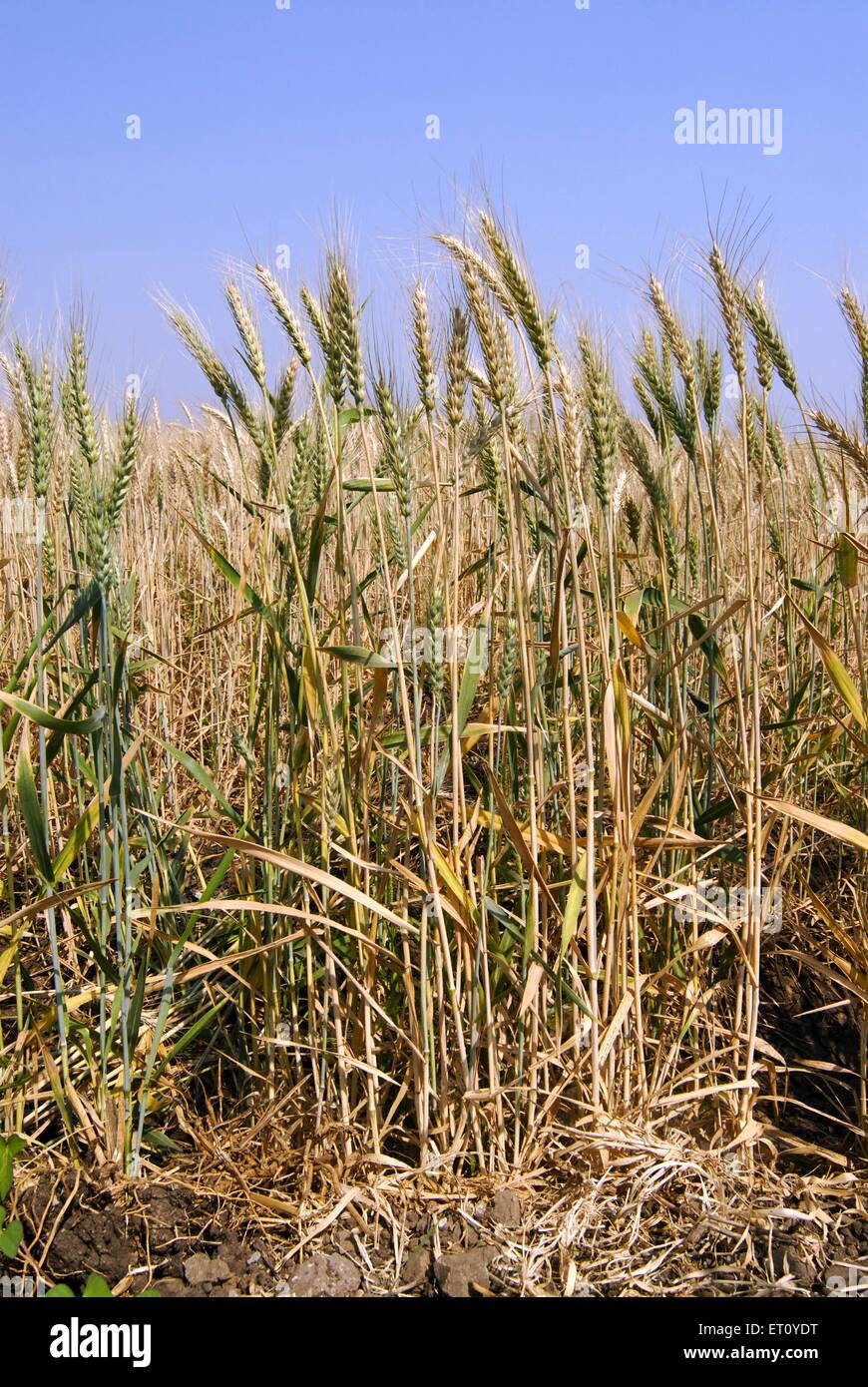 Culture de blé prête pour la récolte, village Urli Kanchan, Pune, Maharashtra, Inde Banque D'Images