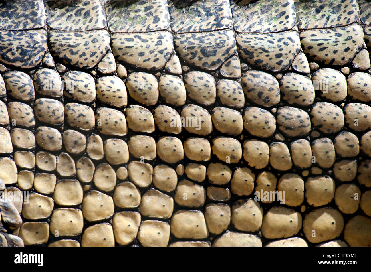 Gros plan de la peau du gharial gavialis gangeticus ; Inde ; Asie Banque D'Images