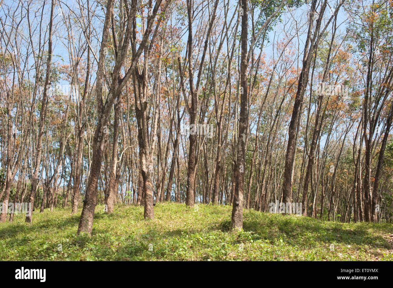 Plantation d'arbres en caoutchouc ; hevea brasiliensis ; Ponmudi ; Trivandrum ; Thiruvananthapuram ; Kerala ; Inde ; Asie Banque D'Images
