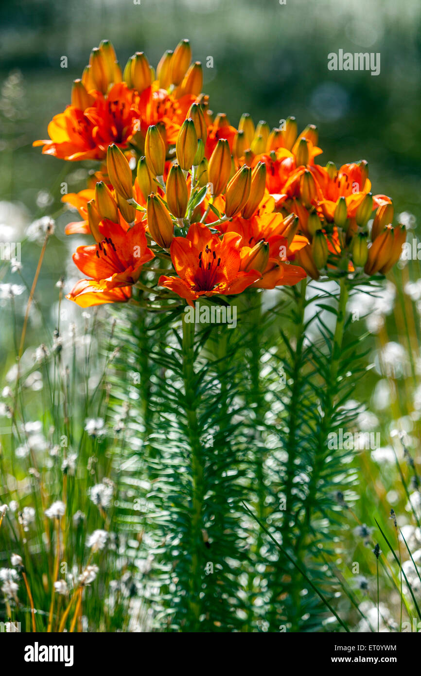 Lily lilium bulbiferum, Lys, Lys Orange, feu, Lily Flower Garden Banque D'Images