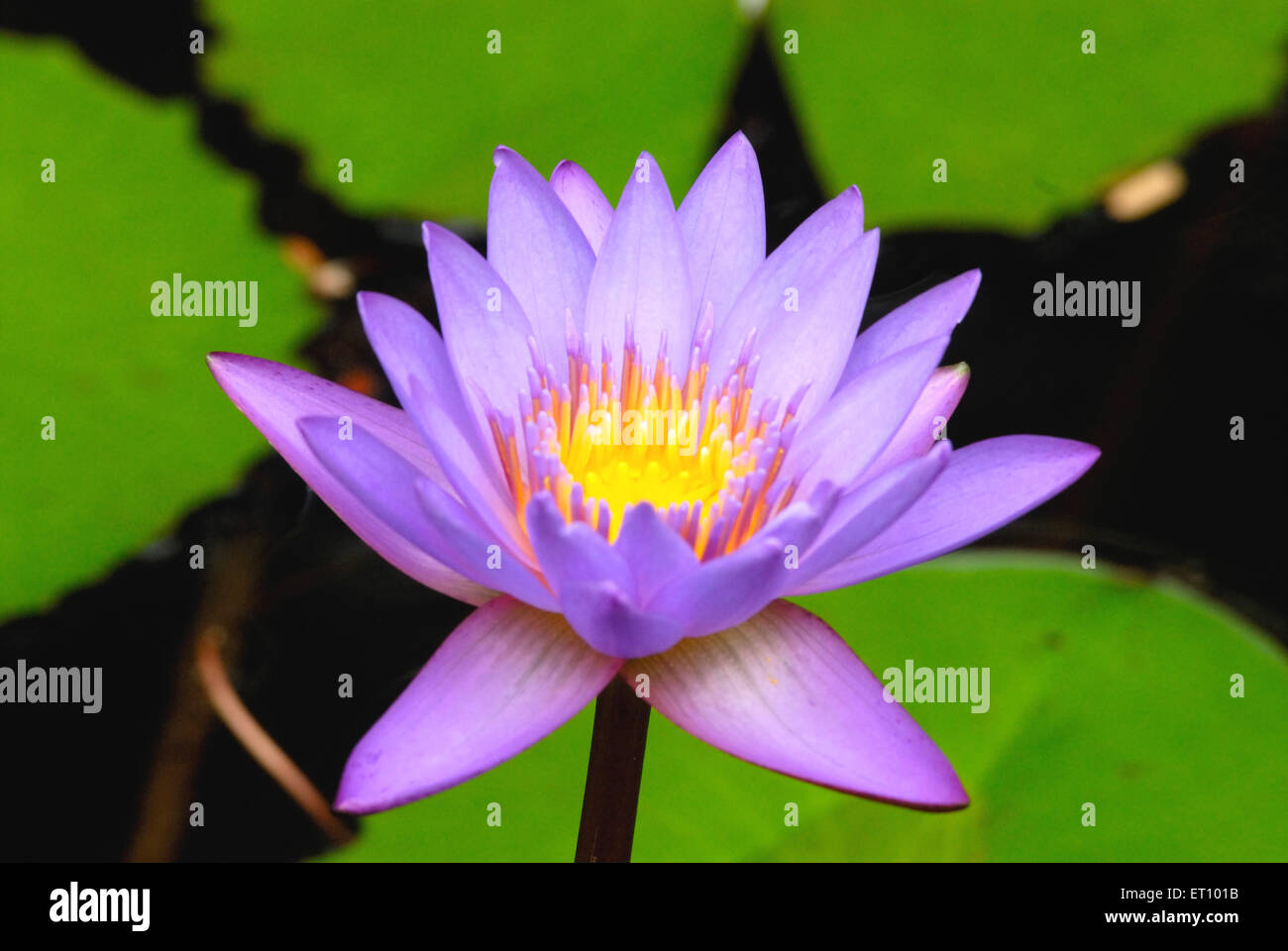 lotus violet avec pollen jaune, lotus, nelumbo nucifera, lotus indien, lotus sacré, haricot de l'inde, haricot égyptien Banque D'Images