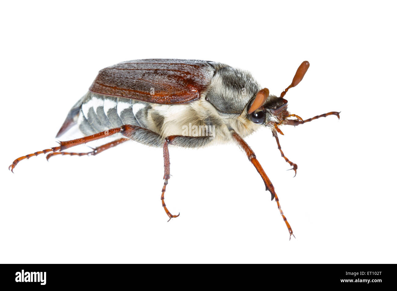 Cockchafer - Mai bogue sur fond blanc lumineux à l'aide de studio en plein air Banque D'Images