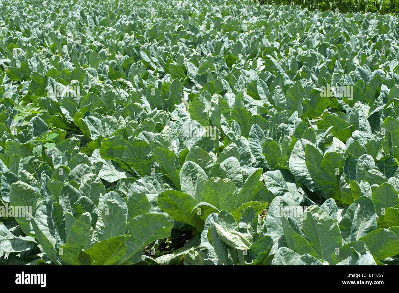 Ferme de chou-fleur ; brassica oleracea ; Ozar ; Pune ; Maharashtra ; Inde ; Asie Banque D'Images