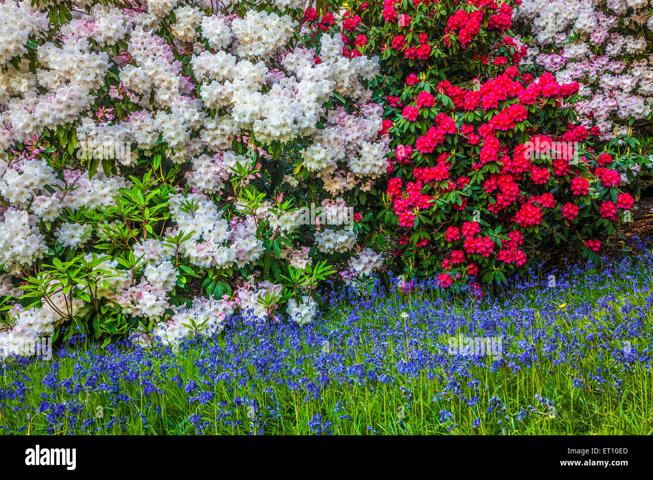 Rhododendrons et de jacinthes des bois de la Bowood Estate dans le Wiltshire. Banque D'Images