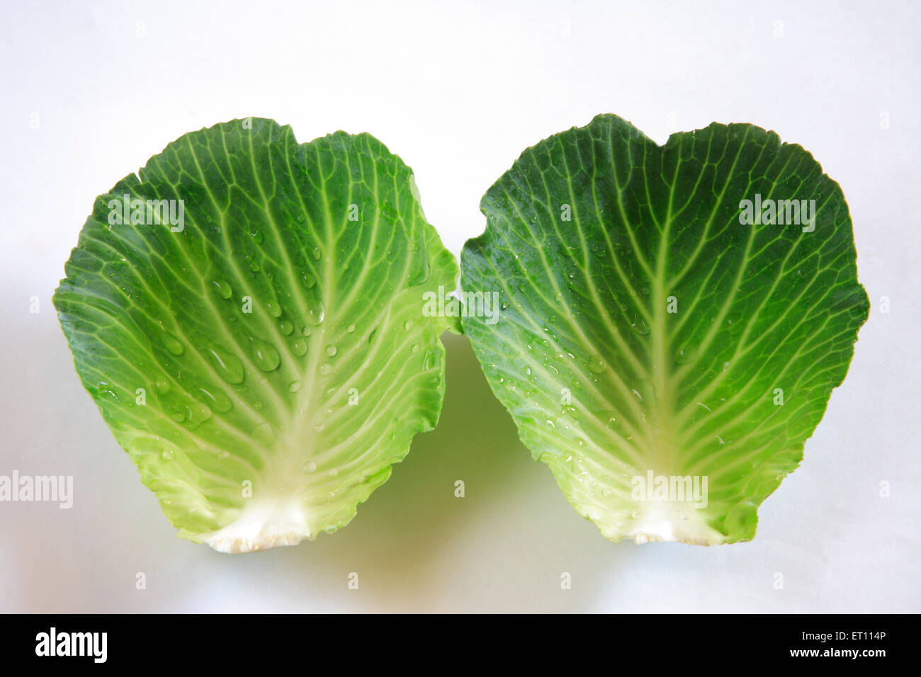 Légumes verts ; gouttes d'eau sur pattagobi chou sur fond blanc Banque D'Images