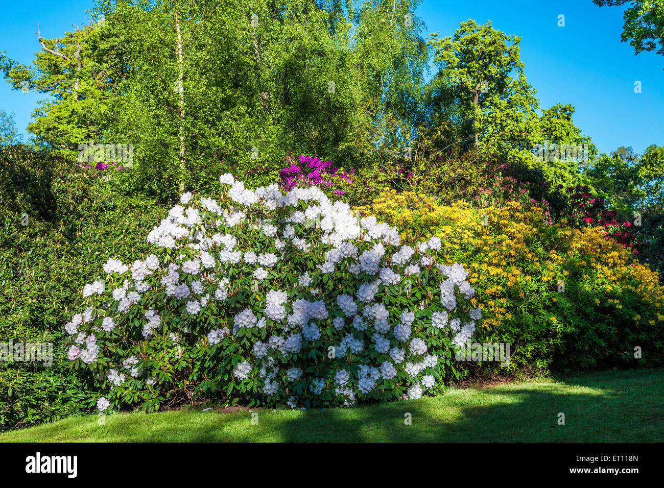 Rhododendrons sur le Bowood Estate dans le Wiltshire. Banque D'Images