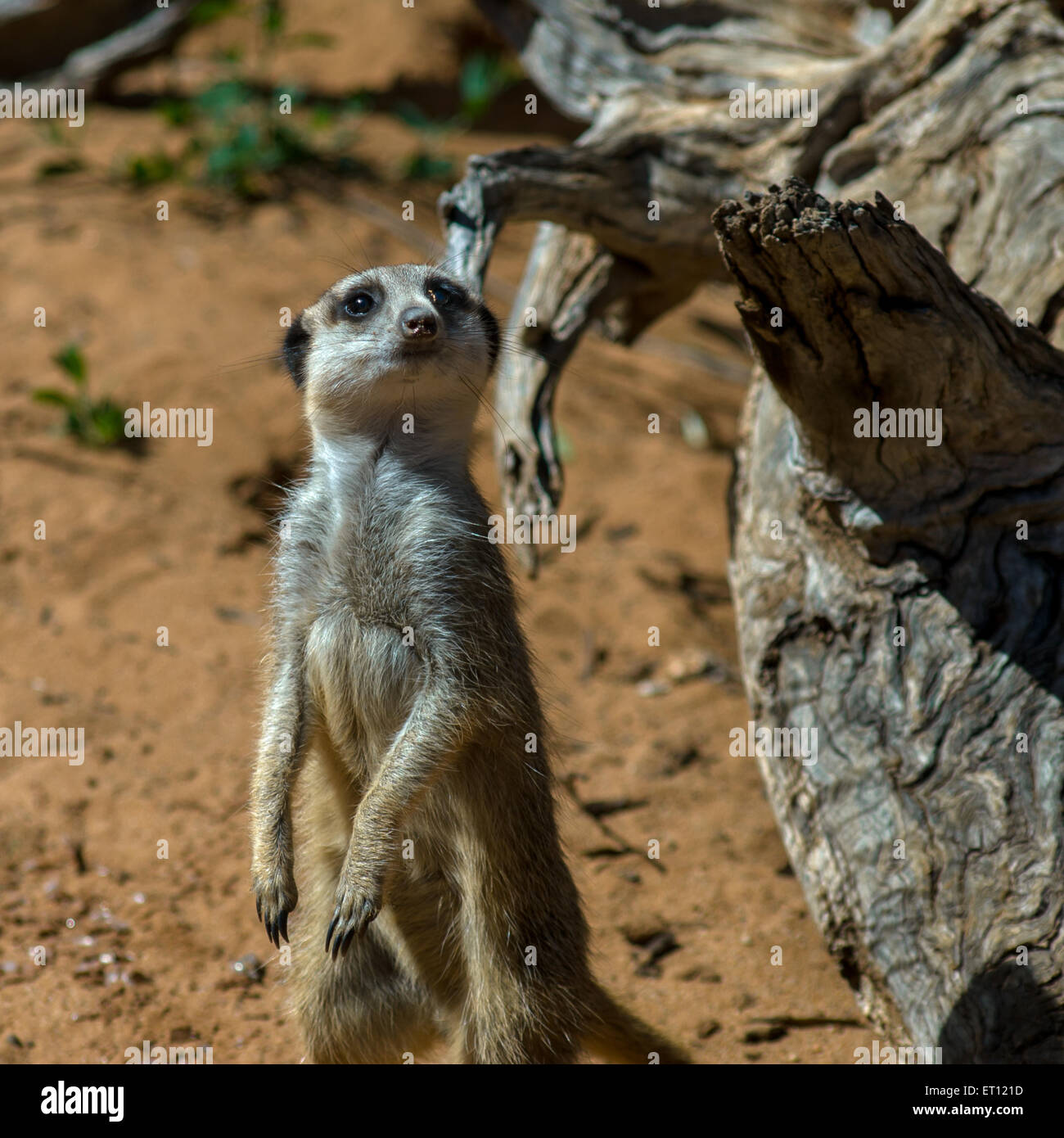 Meerkat (Suricata suricatta) dans Monarto Zoo, Adélaïde, SA, Australie Banque D'Images