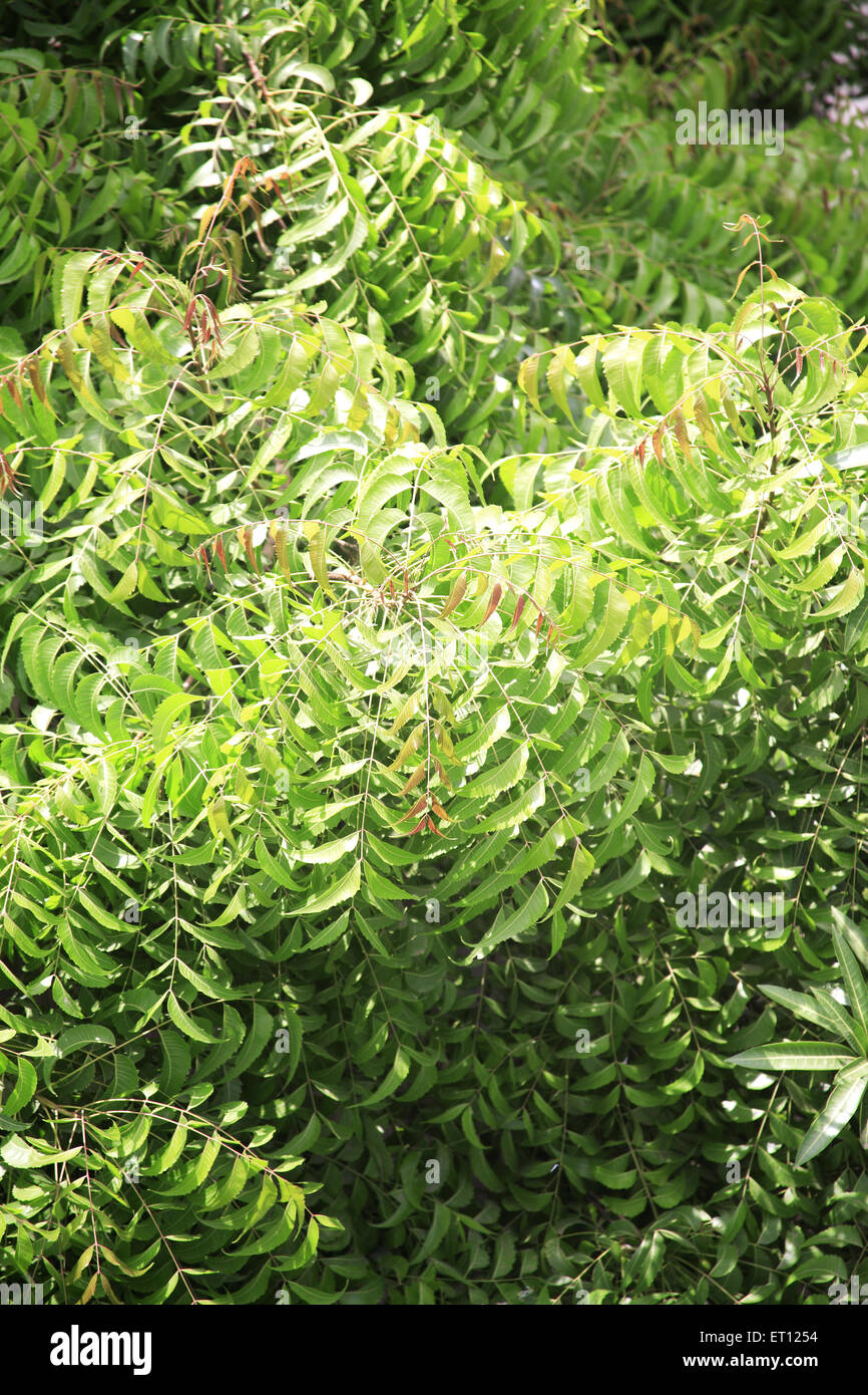 Azadirachta indica, feuilles de neem, feuilles de nimtree, feuilles de lilas indiennes, feuilles de margosa Banque D'Images