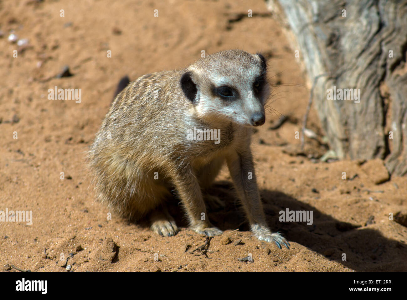 Meerkat (Suricata suricatta) dans Monarto Zoo, Adélaïde, SA, Australie Banque D'Images