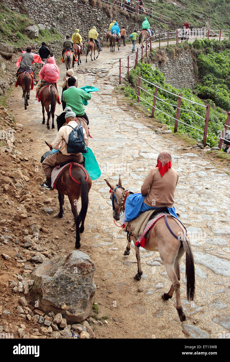 Mules en ligne sur le chemin de Kedarnath ; Uttaranchal ; Uttarakhand ; Inde Banque D'Images