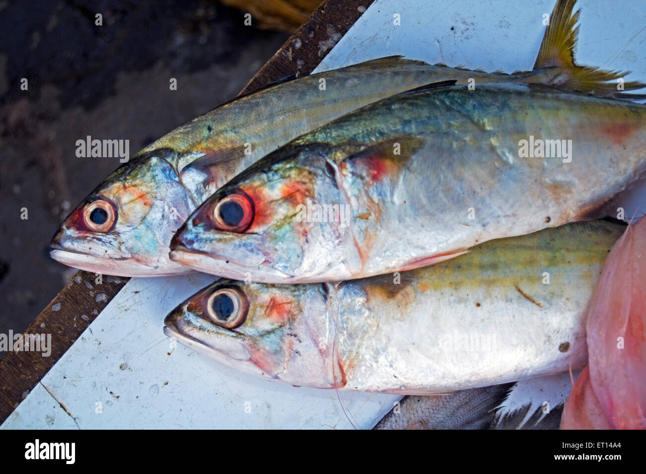 Poisson de Bangra également appelé poisson de maquereau Banque D'Images