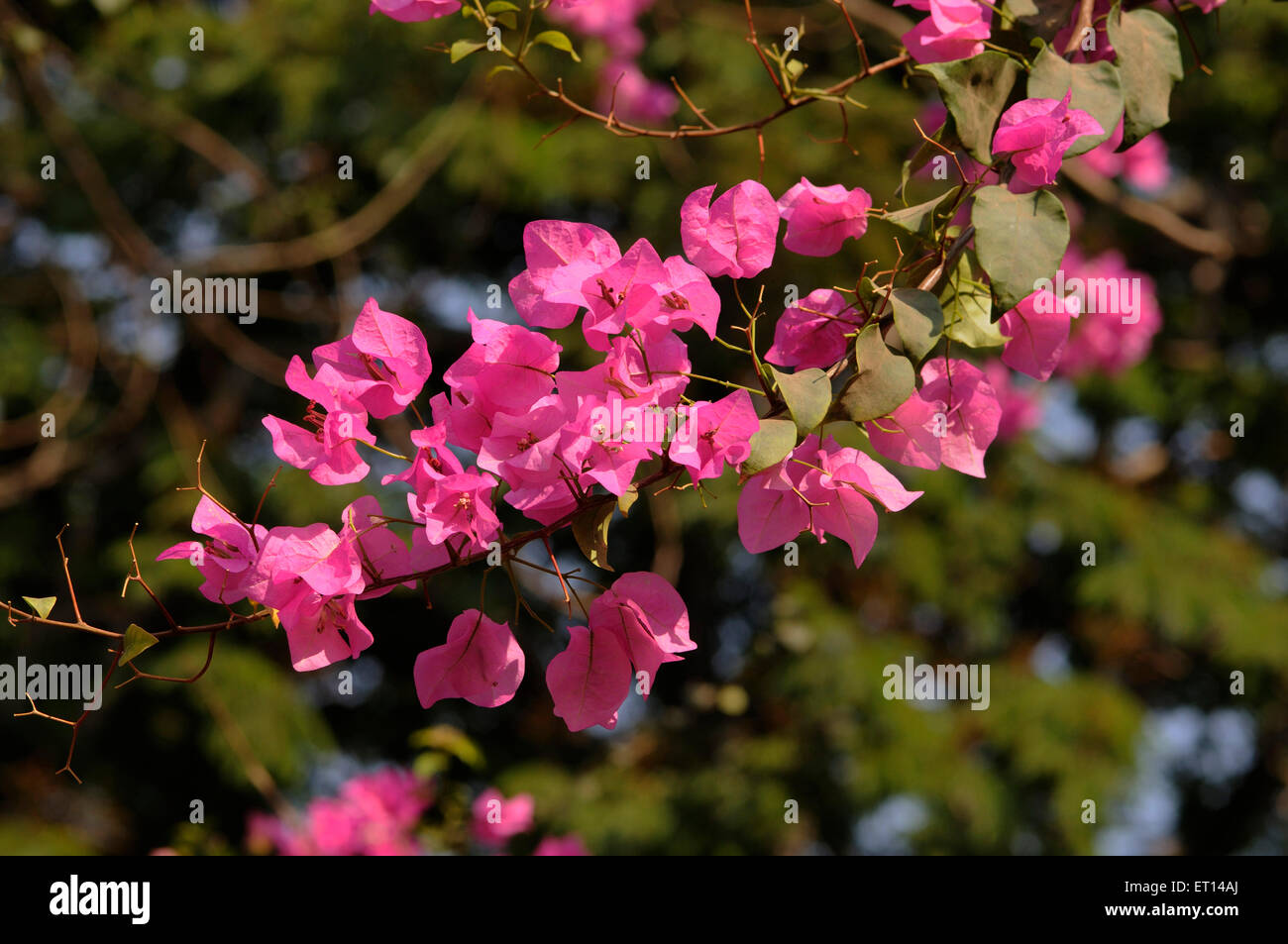 Bougainvillea plante de fleurs roses Banque D'Images