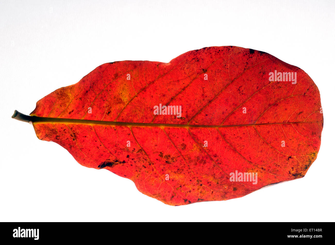 feuille d'amande séchée automne couleurs d'automne Banque D'Images