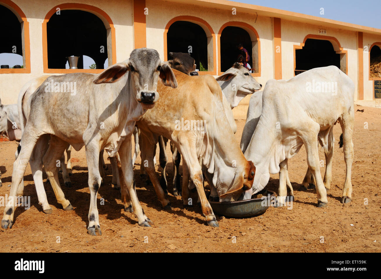 Vaches dans abri de vache, troupeau de vaches, Bhuj, Kutch, Gujarat, Inde Banque D'Images