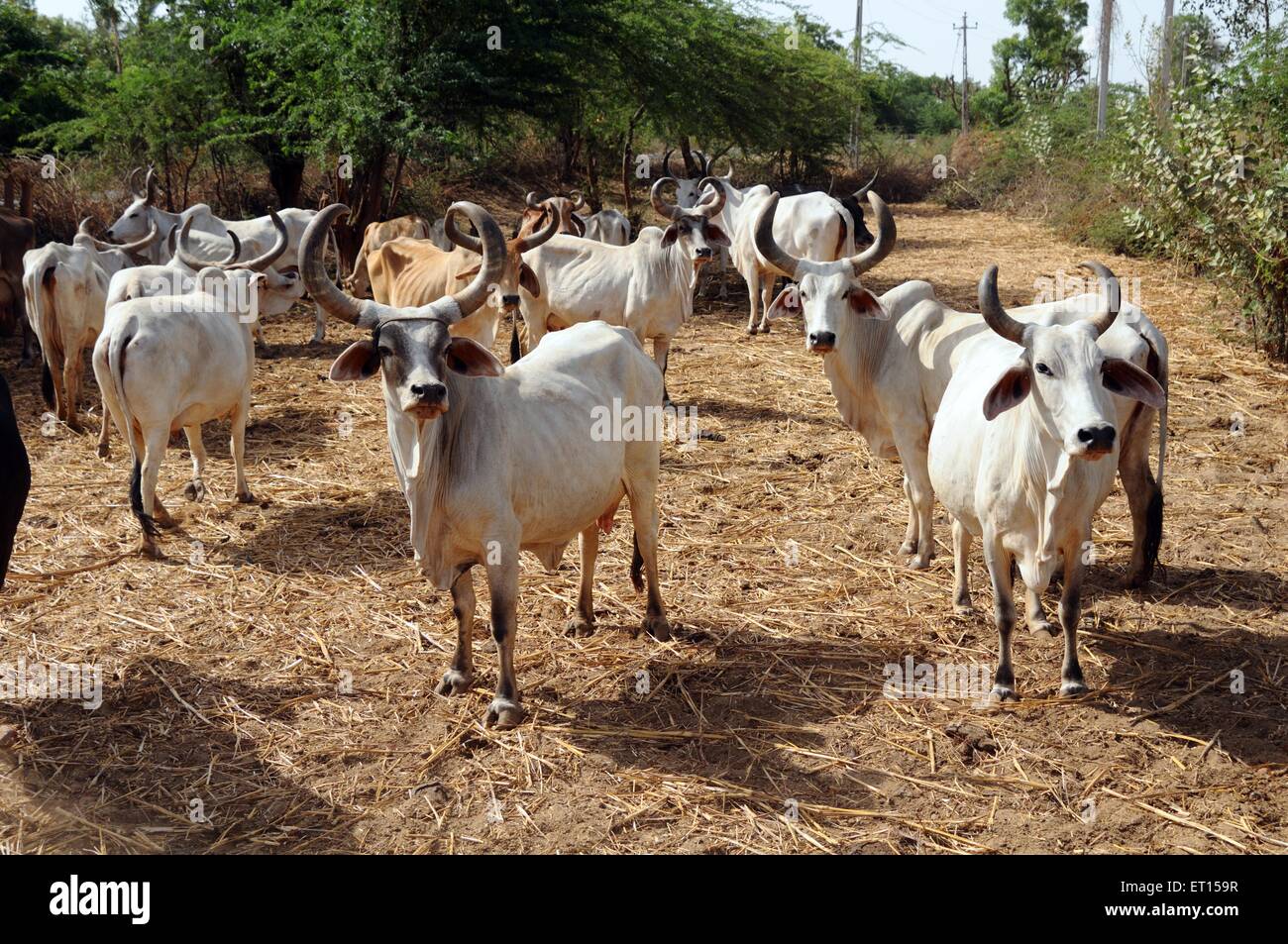 Vaches dans abri de vache, troupeau de vaches, Bhuj, Kutch, Gujarat, Inde Banque D'Images
