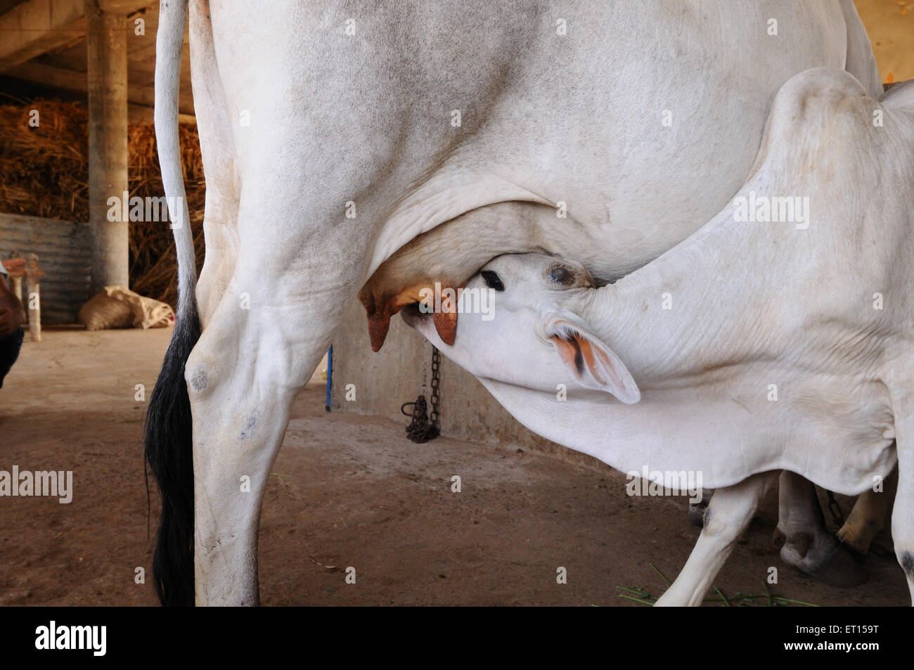 Vache allaitant le veau ; Kutch ; Gujarat ; Inde ; Asie ; Indien ; asiatique Banque D'Images