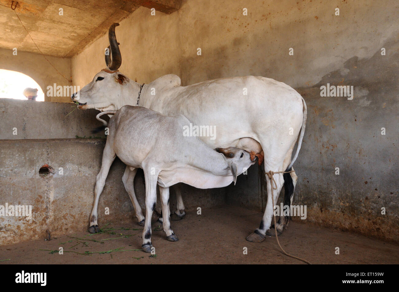 Lait de bébé de veau, Kutch, Gujarat, Inde Banque D'Images