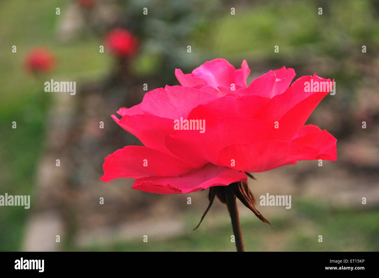 Rose rouge Banque D'Images