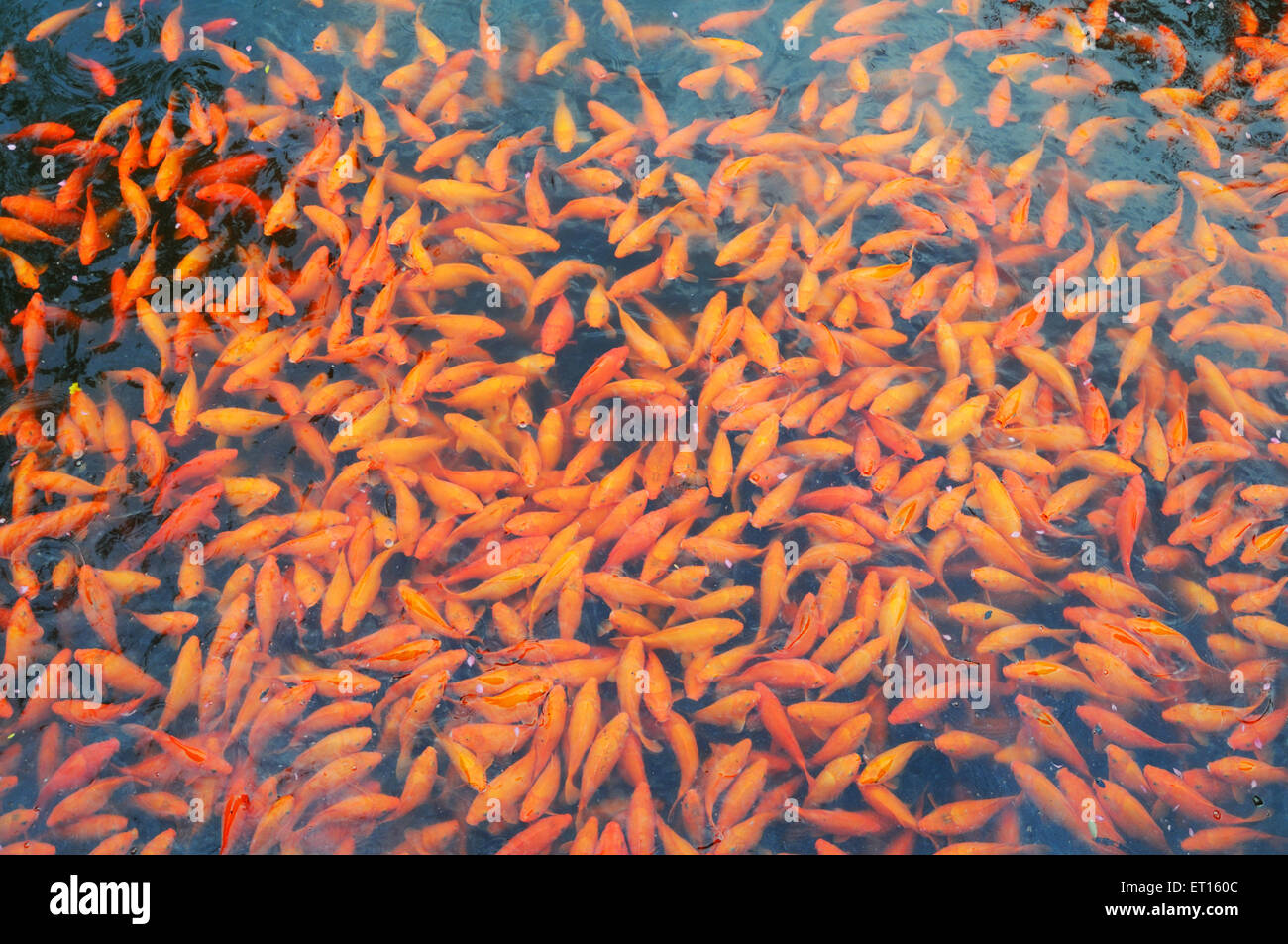 Bassin de poissons rouges, palais Dong Yang, complexe résidentiel lu, Palais impérial, Dongyang, Tungyang, Chine du Sud, Chine, chinois Banque D'Images