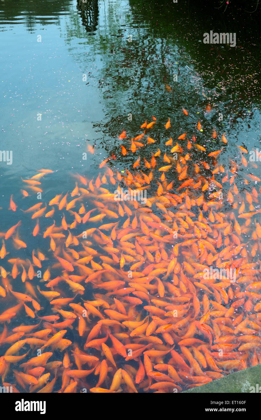 Bassin de poissons rouges, palais Dong Yang, complexe résidentiel lu, Palais impérial, Dongyang, Tungyang, Chine du Sud, Chine, chinois Banque D'Images
