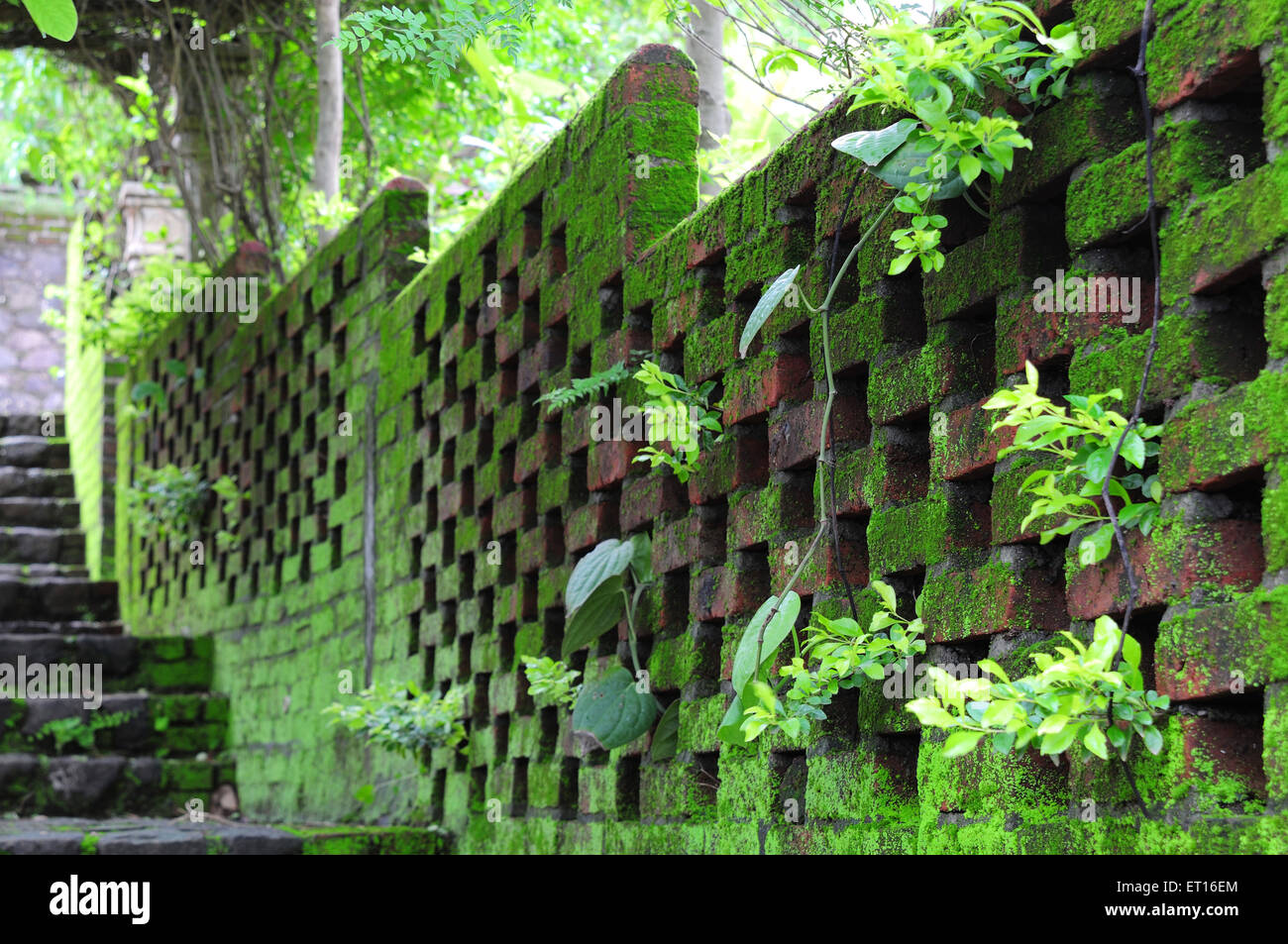 mur de briques, mousse verte, feuilles vertes Banque D'Images