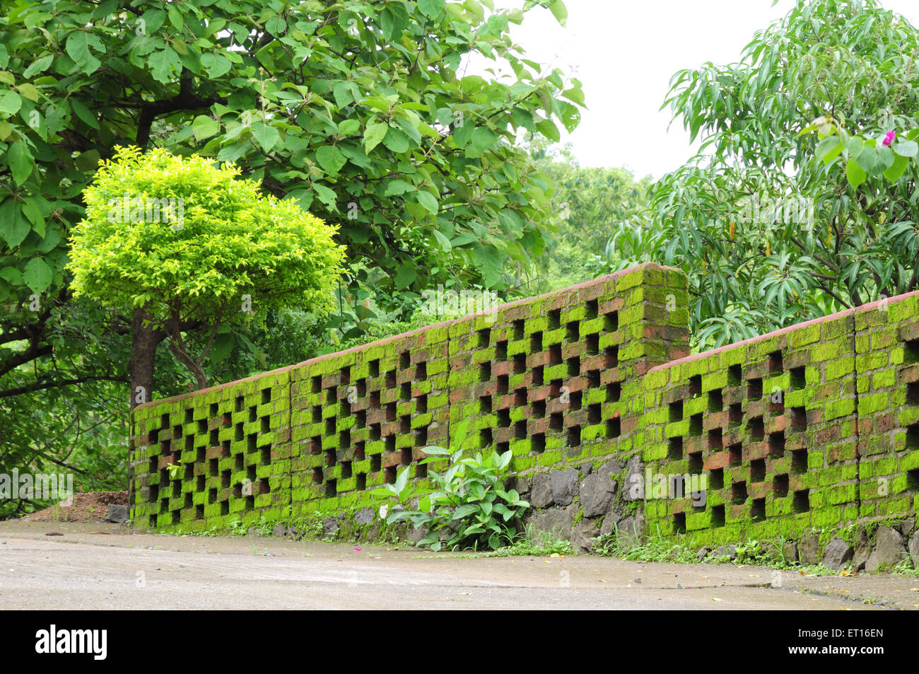 mur de briques, mousse verte, feuilles vertes Banque D'Images