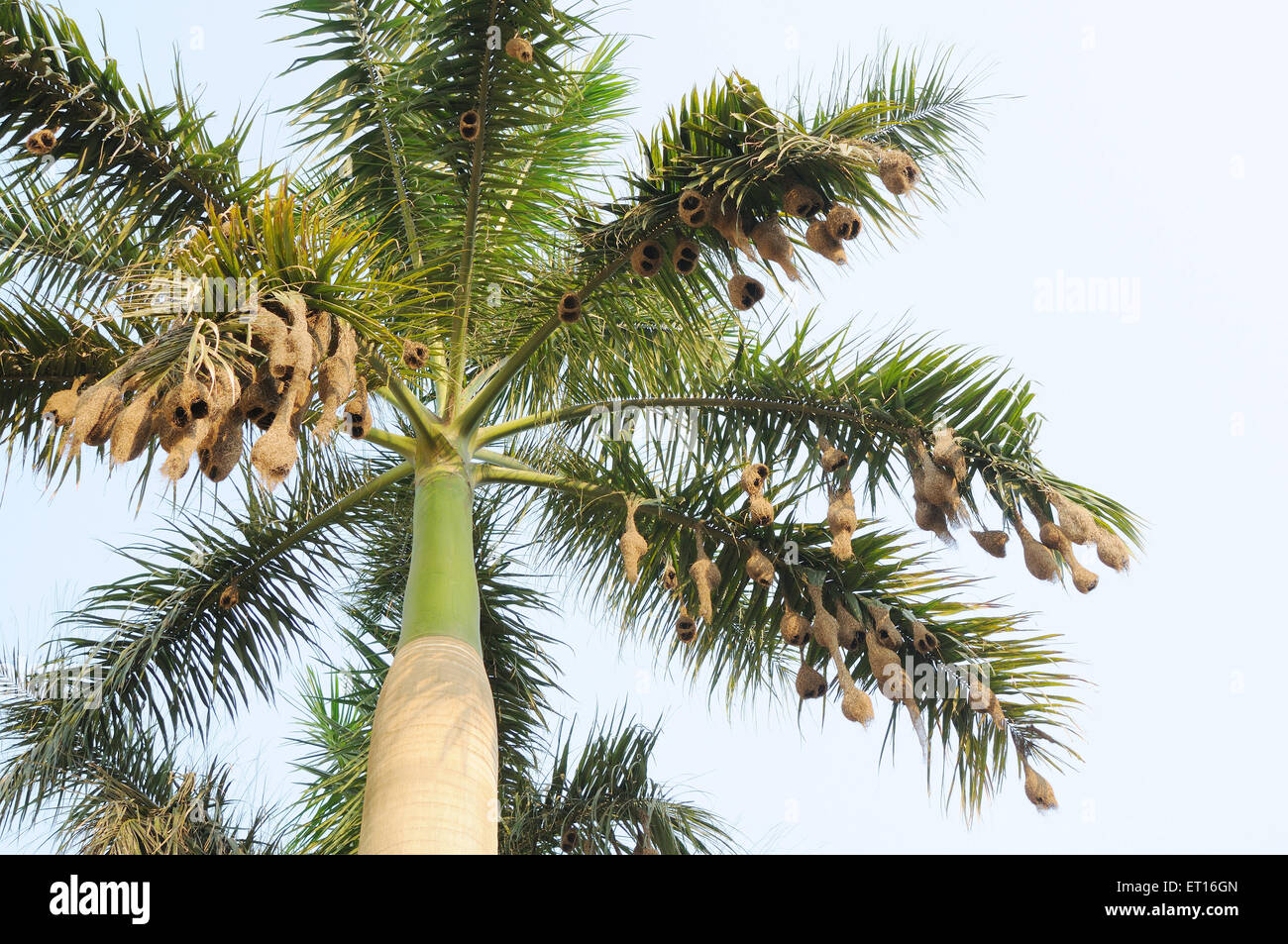 Baya weaver nest ; Inde Banque D'Images