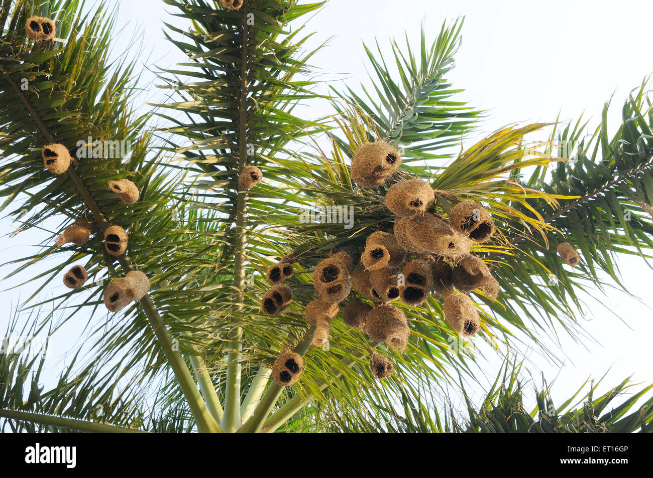 Baya weaver nest ; Inde Banque D'Images