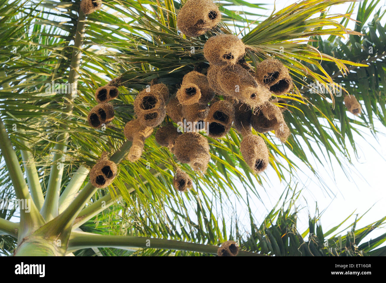 Baya weaver nest ; Inde Banque D'Images