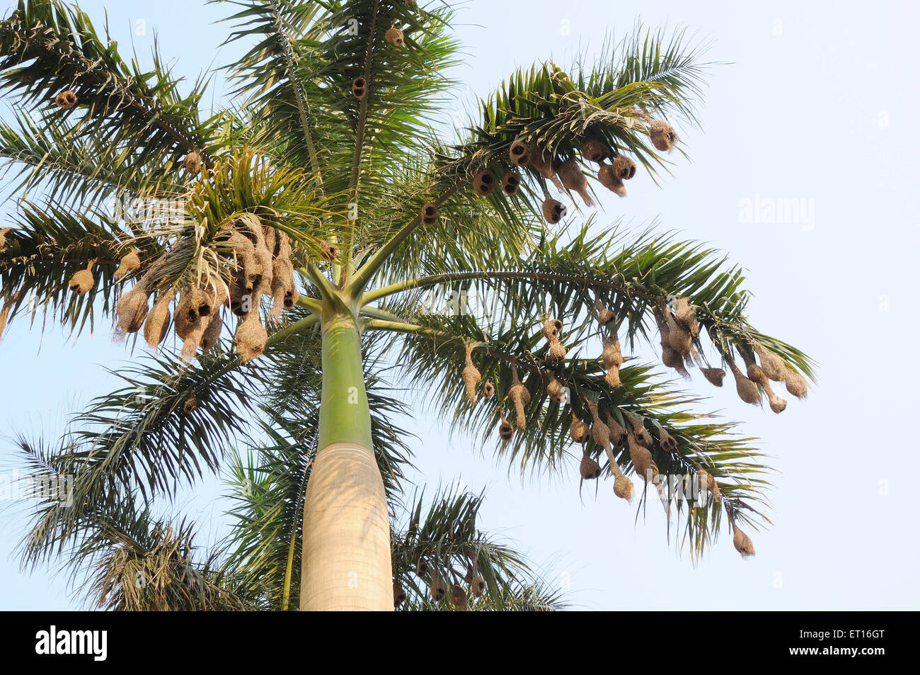 Baya weaver nest ; Inde Banque D'Images