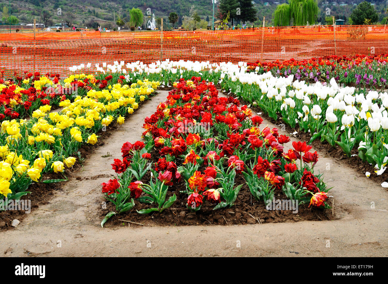 Indira Gandhi Memorial tulip garden Srinagar Cachemire Inde Asie Banque D'Images