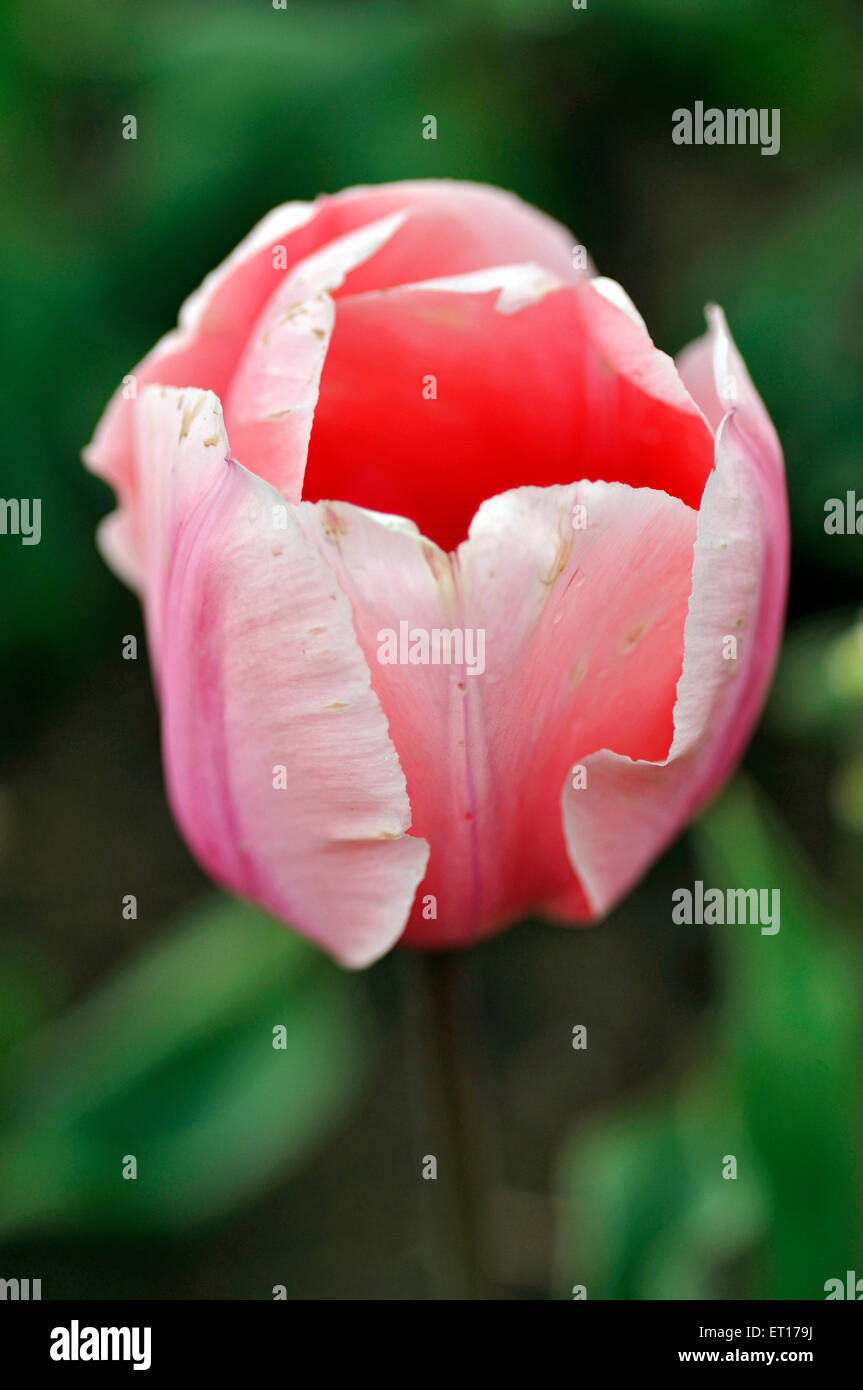 Indira Gandhi Memorial tulip garden Srinagar Cachemire Inde Asie Banque D'Images