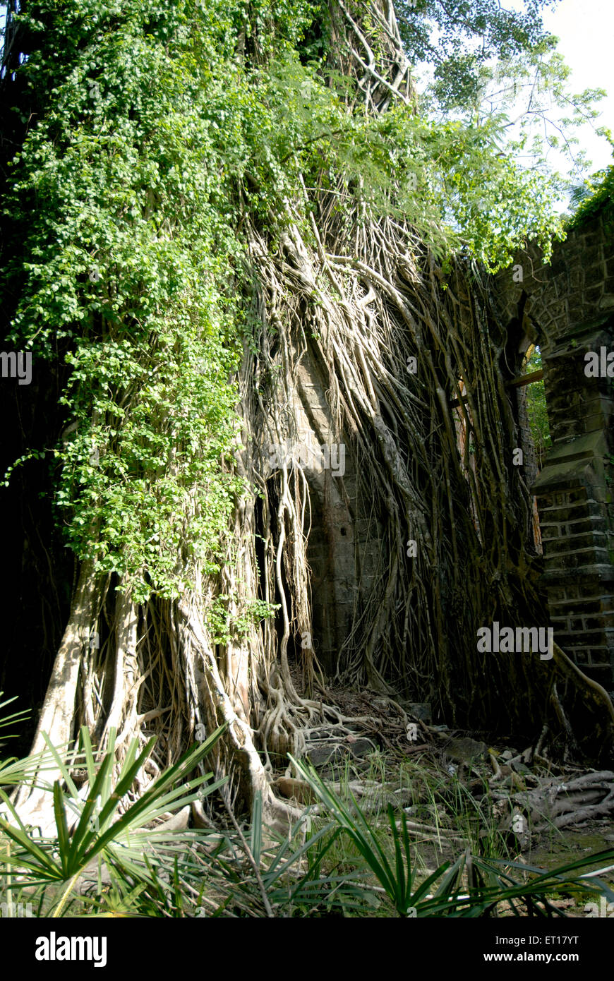 Arbre cultivé sur mur de l'ancienne église à Ross ; Îles Îles Andaman du Sud ; baie du Bengale ; Inde Octobre 2008 Banque D'Images