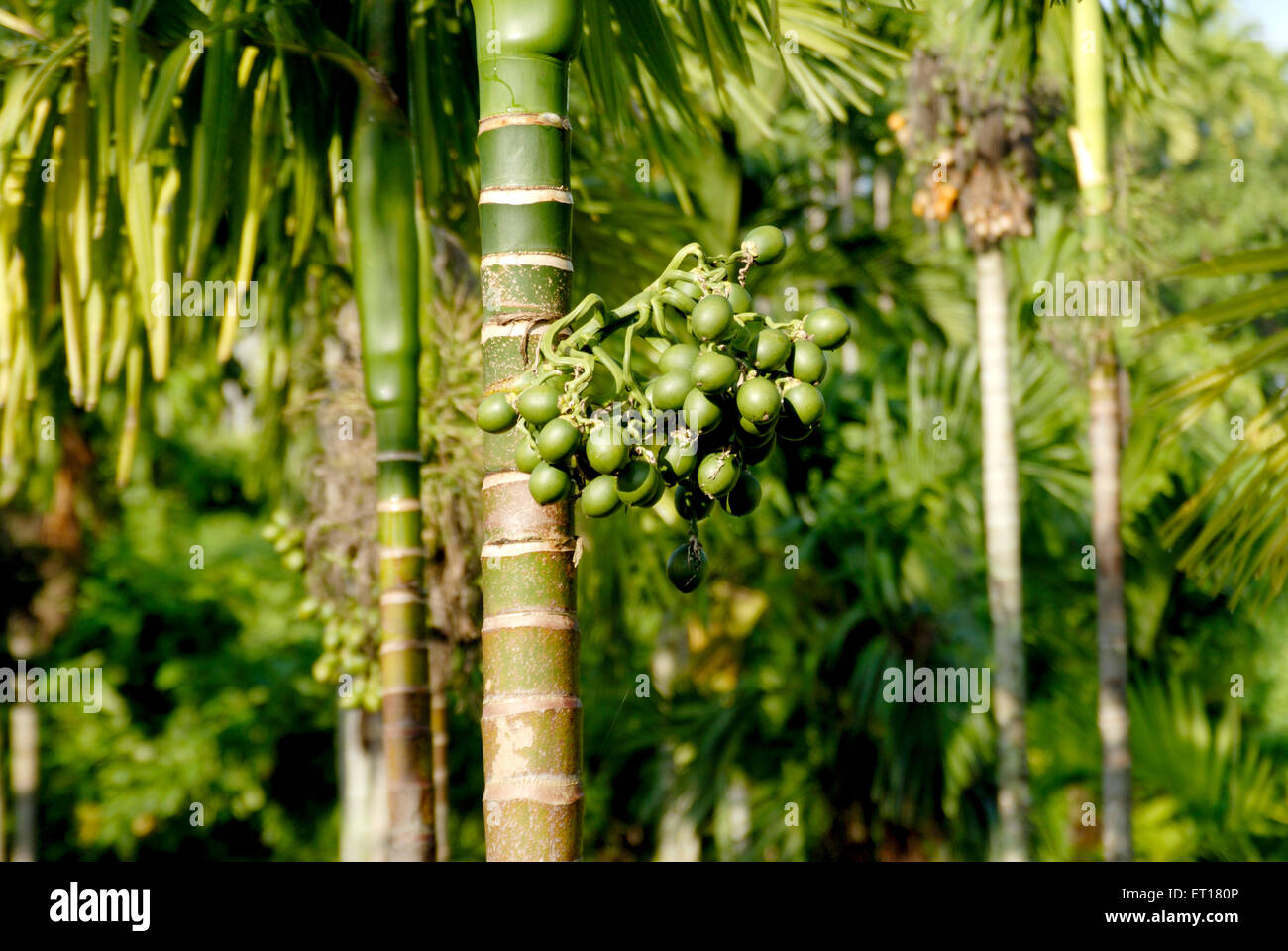 Areca catechu, arbre de bétel, arbre de noix de bétel, arbre de noix d'areca, Port Blair, Île Andaman du Sud, îles Andaman et Nicobar, Inde Banque D'Images