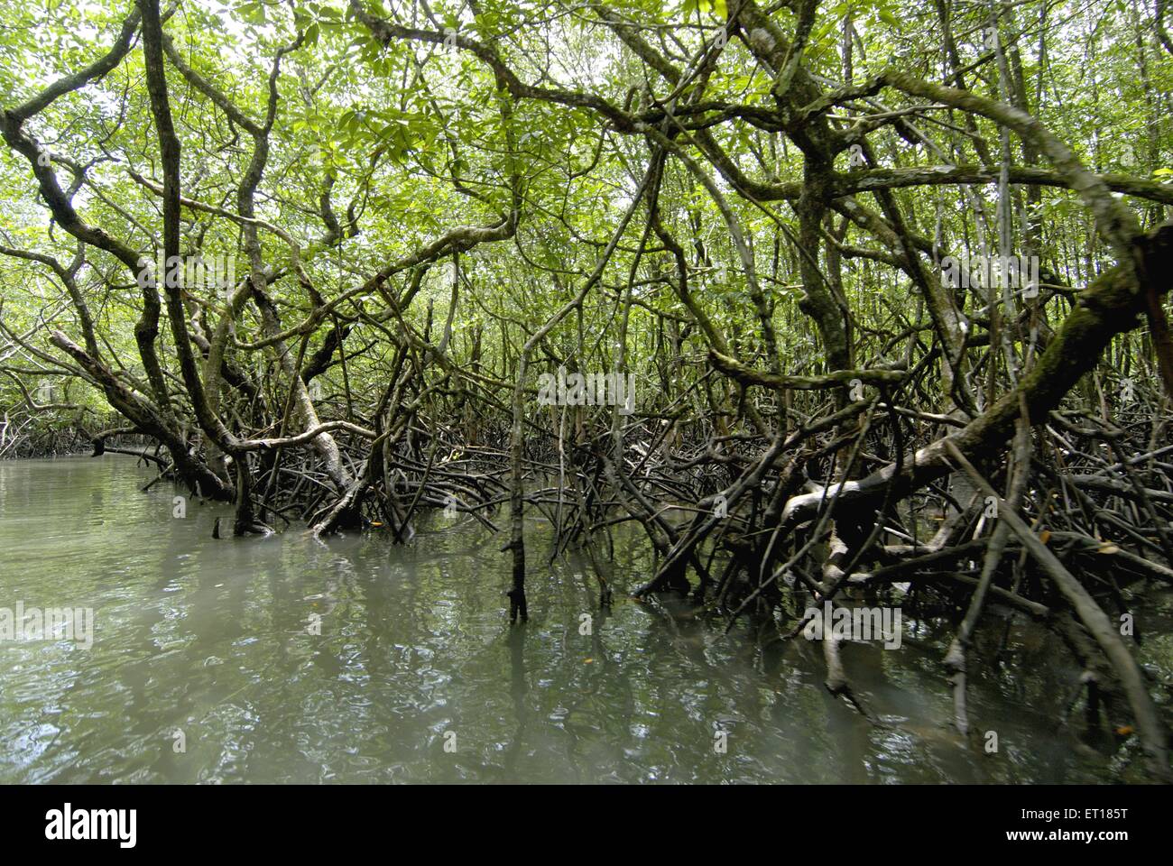 Racines de mangrove, îles Andaman, Port Blair, îles Andaman et Nicobar, territoire de l'Union de l'Inde, UT, Inde, Asie Banque D'Images