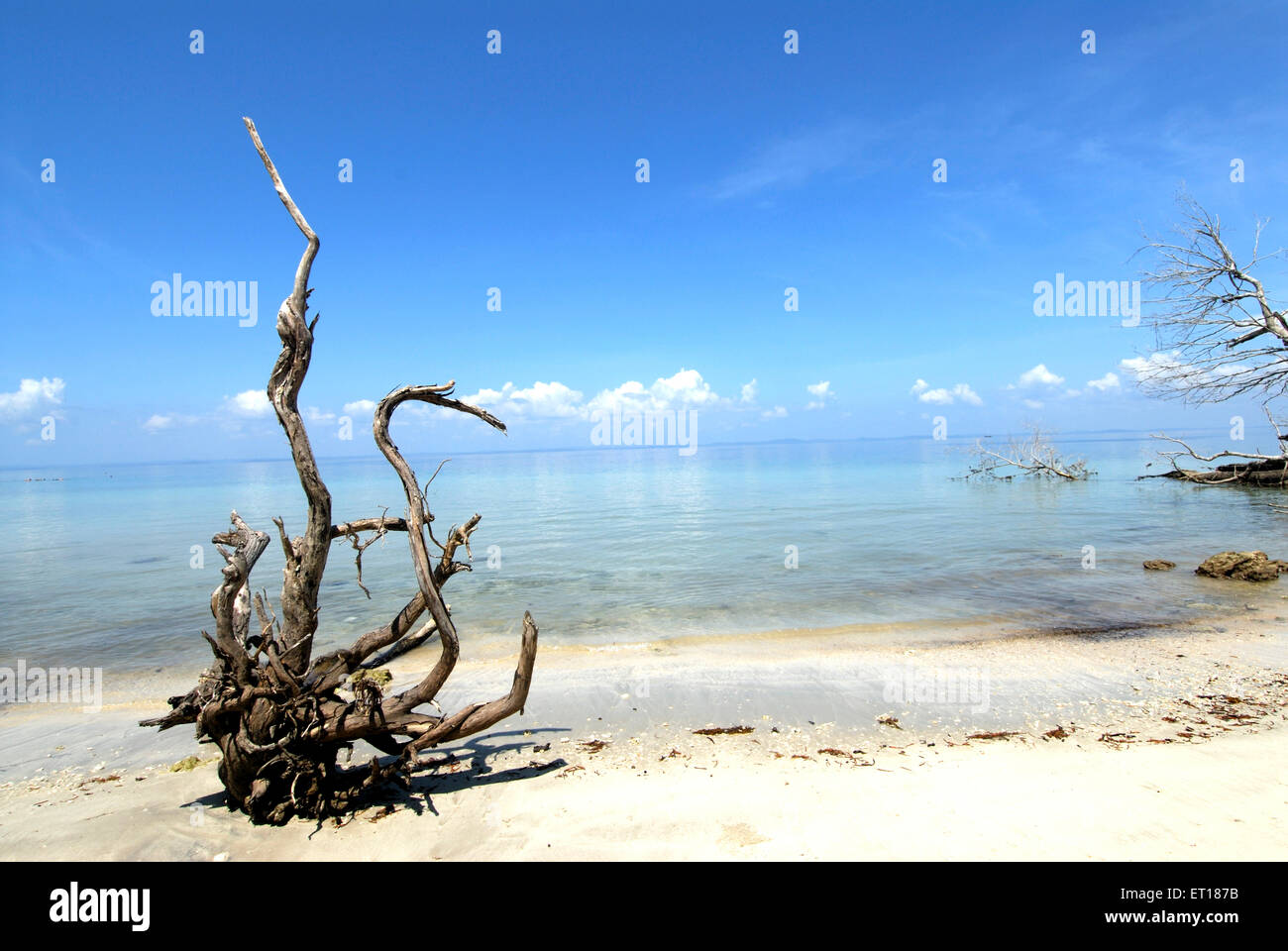 Radhanagar beach ; Îles Havelock ; baie du Bengale ; Franche-comté ; Inde Novembre 2008 Banque D'Images