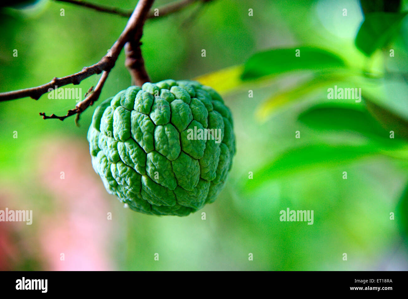 Pomme de crème anglaise, arbre fruitier de chérimoye, pomme de sucre, sop sucrée, sucré, Annona squamosa, coeur de bullock, Annona reticulata, Sétaphal, Sitafal, Banque D'Images