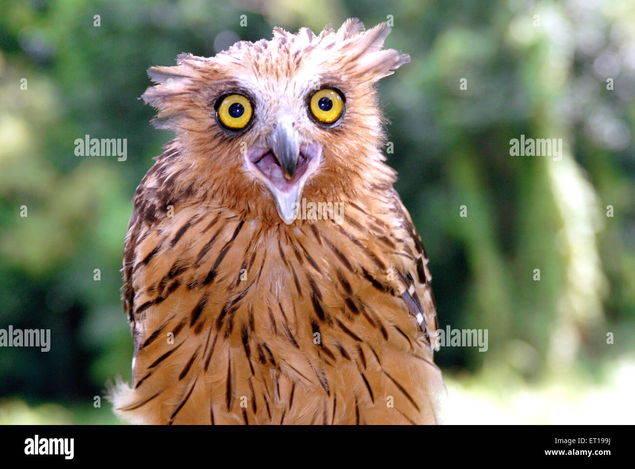 Owl au parc des oiseaux ; Singapour jurong Banque D'Images
