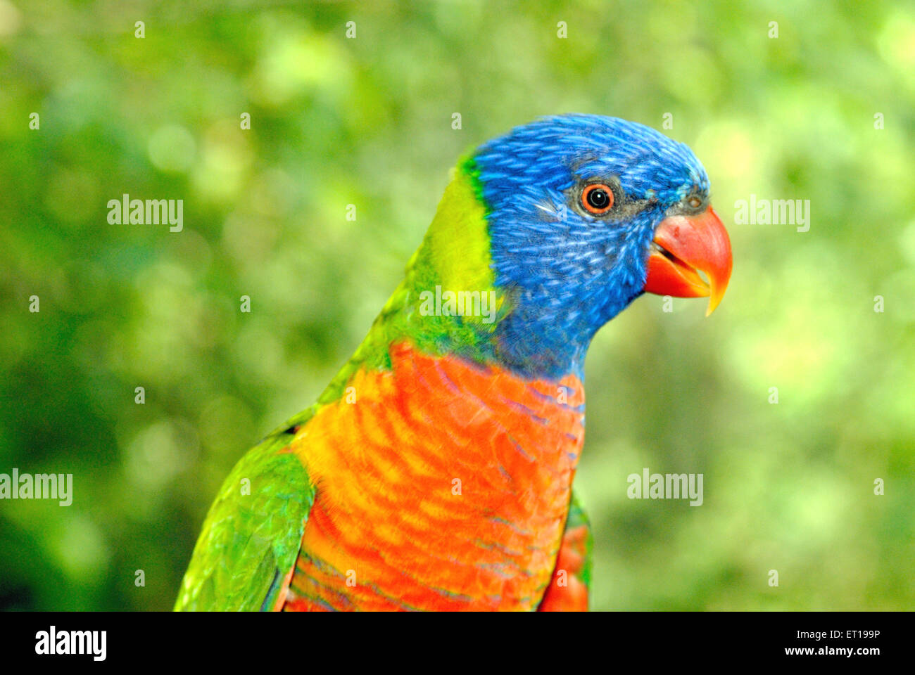À l'ara coloré ; Singapour Jurong Bird Park Banque D'Images
