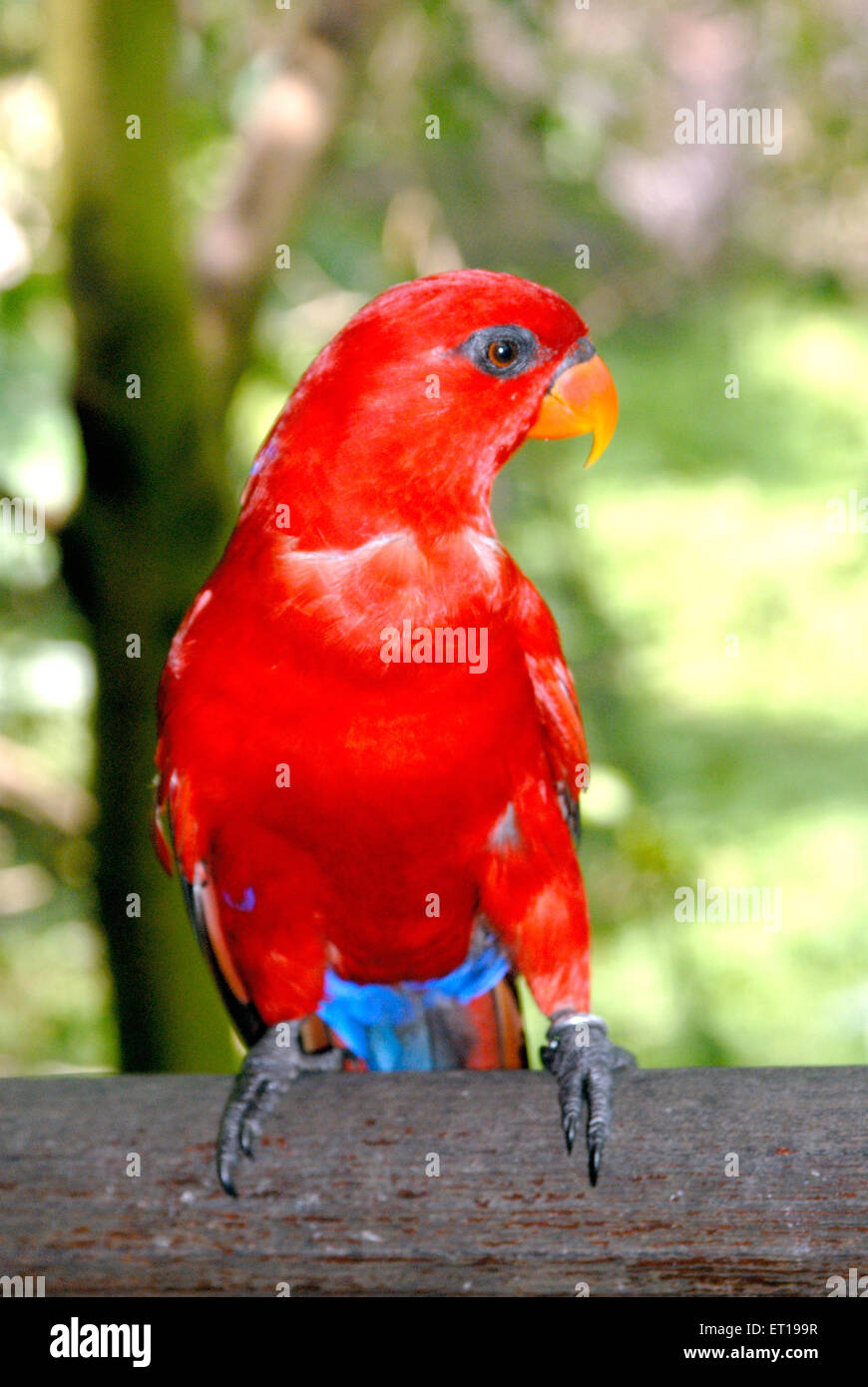 Macaw Bird, perroquet du Nouveau monde, volière du parc ornithologique de Jurong, Jurong, Singapour, Asie Banque D'Images