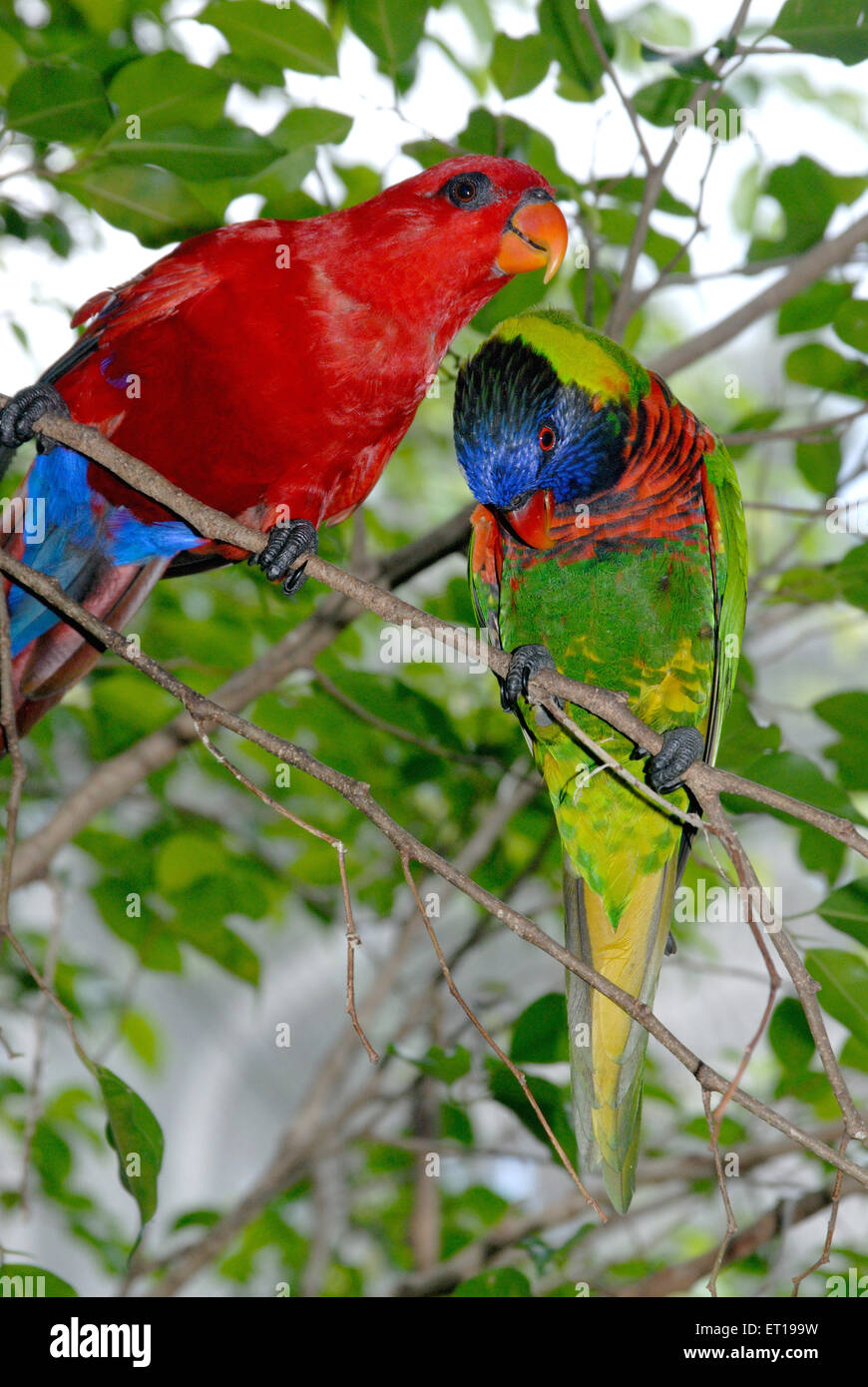 Macaw Bird, perroquet du Nouveau monde, volière du parc ornithologique de Jurong, Jurong, Singapour, Asie Banque D'Images