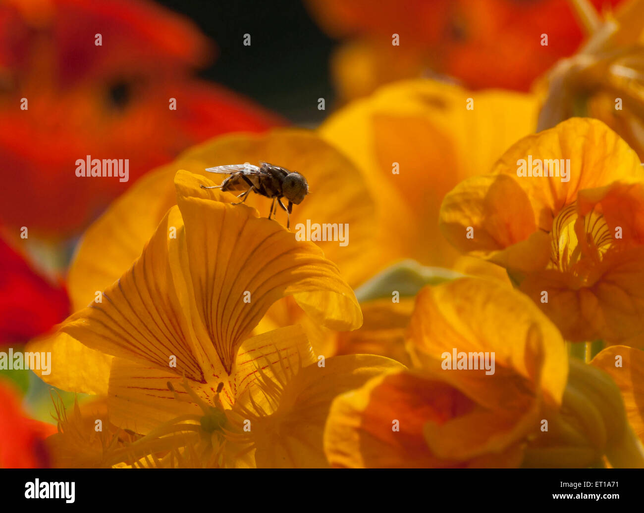 Abeille Fleur assis sur l'Asie de l'Inde Banque D'Images