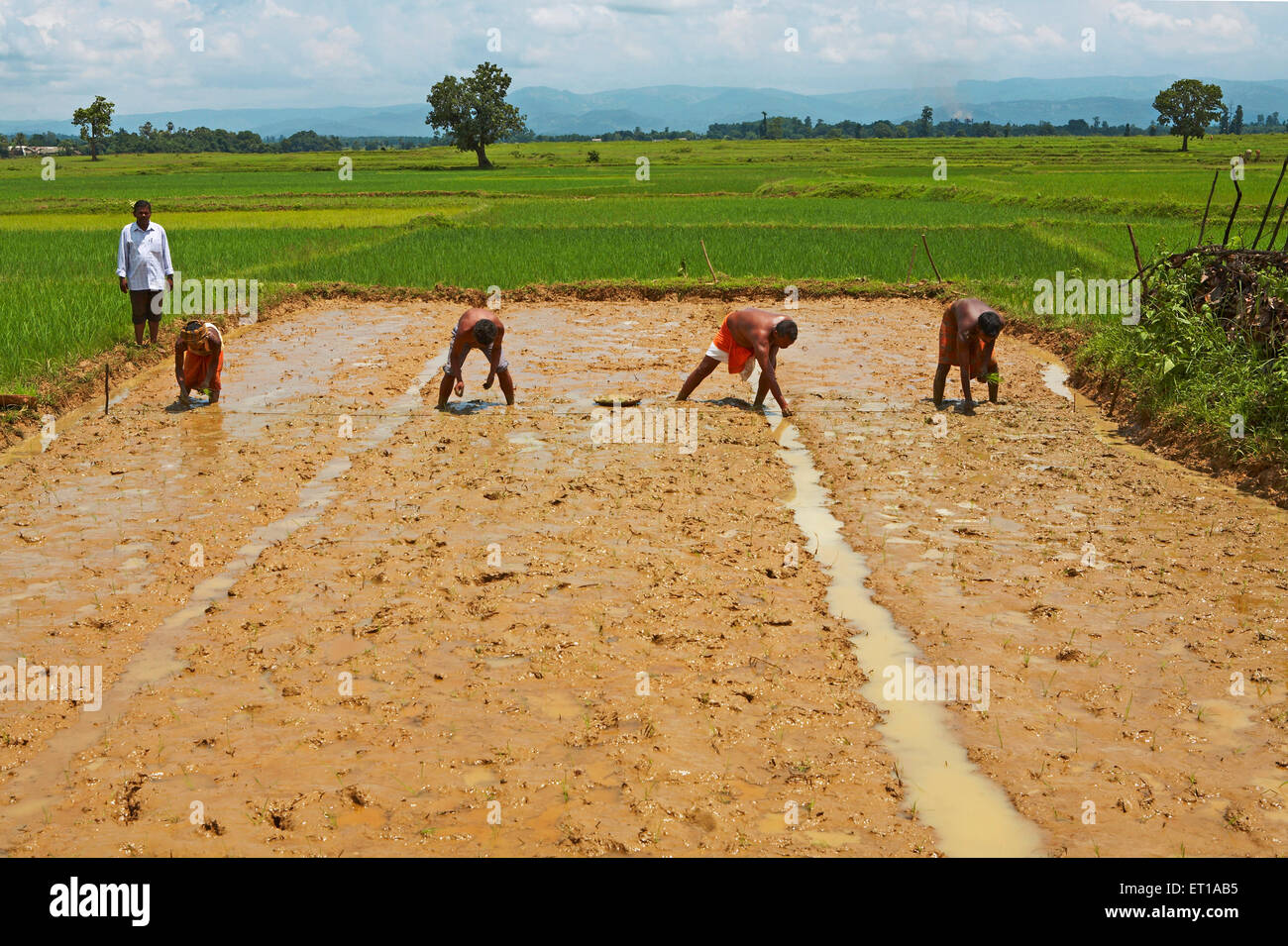 Plantation de riz, ONG, organisation Chinmaya de développement rural, CORDON, Deuladiha, Telkoi, Kendujhar,Orissa, Odisha, Inde, Asie Banque D'Images