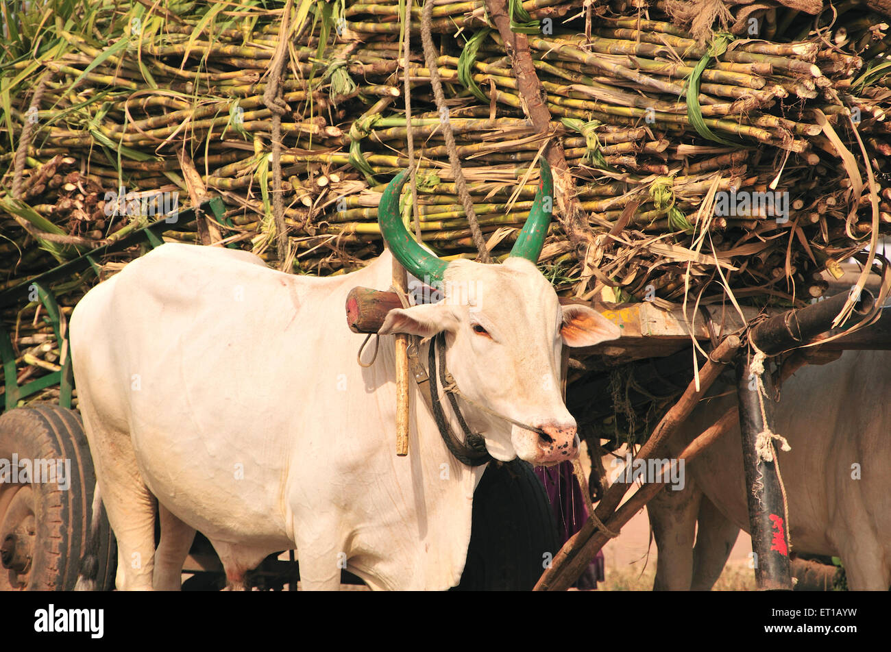 Chariot de Bullock transportant des cultures de canne à sucre ; Indapur ; Solapur ; Maharashtra ; Inde Banque D'Images